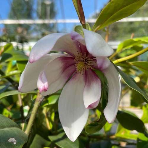 Magnolia Michelia Fairy Blush | ScotPlants Direct